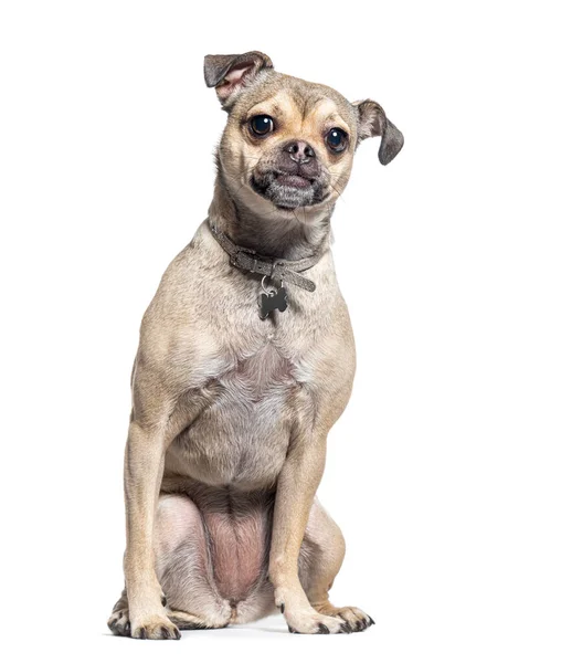Pies Krzyżujący Chihuahua Mopem — Zdjęcie stockowe