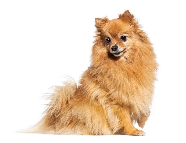 Side View Spitz Dog Looking Away Isolated White — Stock Photo, Image