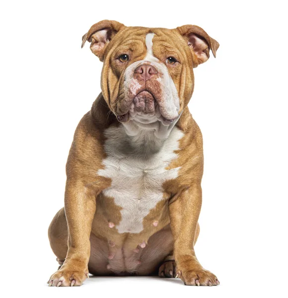 Sitter American Bully Hund Tittar Kameran Isolerad Vitt — Stockfoto