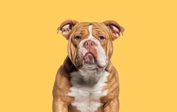 Hlava Záběr Amerického Tyran Pes Čelí Kameru Proti Žlutému Pozadí — Stock fotografie