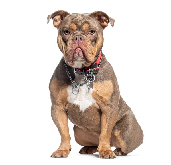 American Bully Wearing Many Collar Looking Camera Isolated White — Stock Photo, Image