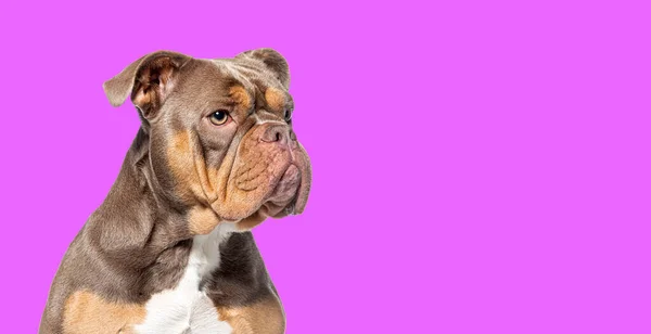 紫色の背景を持つ方法を探しているアメリカのいじめ犬の頭のショット — ストック写真