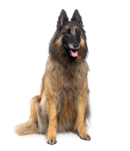 Graying Tervuren Hund Isolerad Vit — Stockfoto