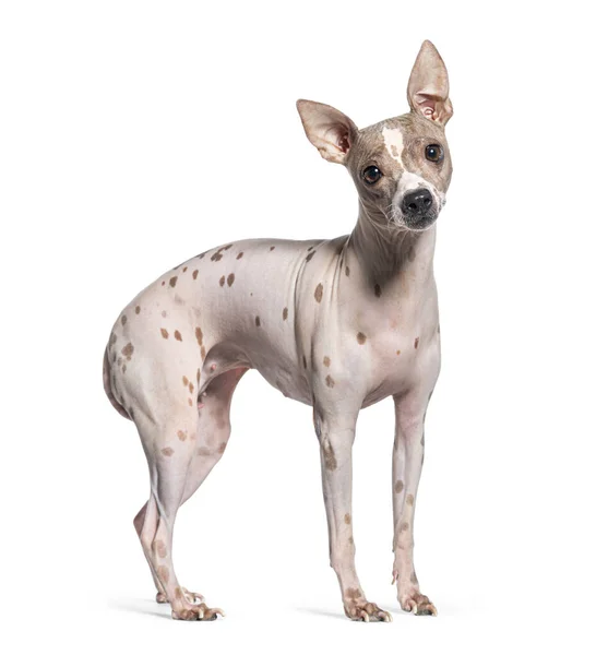 白地に隔離されたアメリカの毛のないテリア犬の側面図 — ストック写真