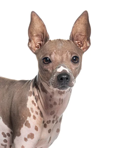 Kopfschuss Eines Amerikanischen Haarlosen Terrierhundes Isoliert Auf Weißem Grund — Stockfoto