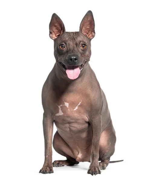 Sitzender Und Hechelnder Amerikanischer Terrier Hund Der Die Kamera Blickt — Stockfoto