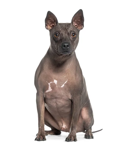 Amerikanischer Haarloser Terrier Hund Isoliert Auf Weiß — Stockfoto