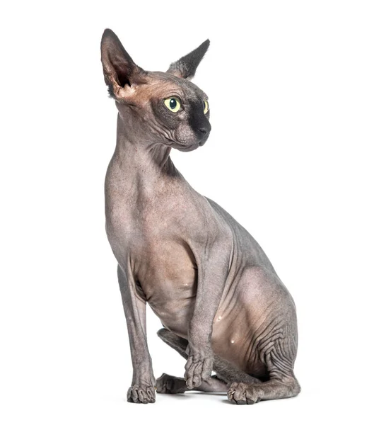 Sitting Sphynx Cat Looking Away Isolated White — Stock Photo, Image