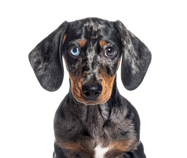 子犬の頭のショットMerle Dapple Dachshund奇妙な眼カメラに直面し 白に隔離された — ストック写真