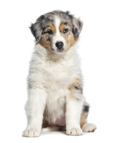 Red Merle Puppy Australian Shepherd Two Months Old Isolated White — Stock Photo, Image