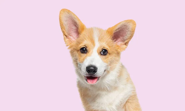 在粉色背景下拍摄一只14周大的气喘吁吁的威尔士科奇彭布罗克犬的头像 — 图库照片