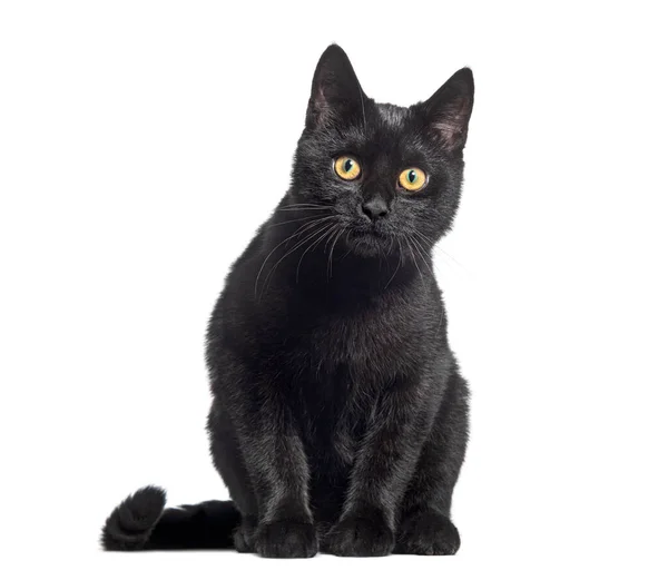 Sitzende Schwarze Kätzchen Mischlingskatze Die Kamera Blickend Isoliert Auf Weiß — Stockfoto