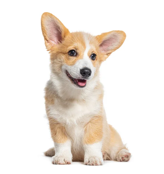 Glad Sittande Valp Walesiska Corgi Pembroke Veckor Gammal Isolerad Vit — Stockfoto