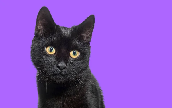 Head Shot Black Kitten Crossbreed Cat Yellow Eyed Purple Background — Stock Photo, Image