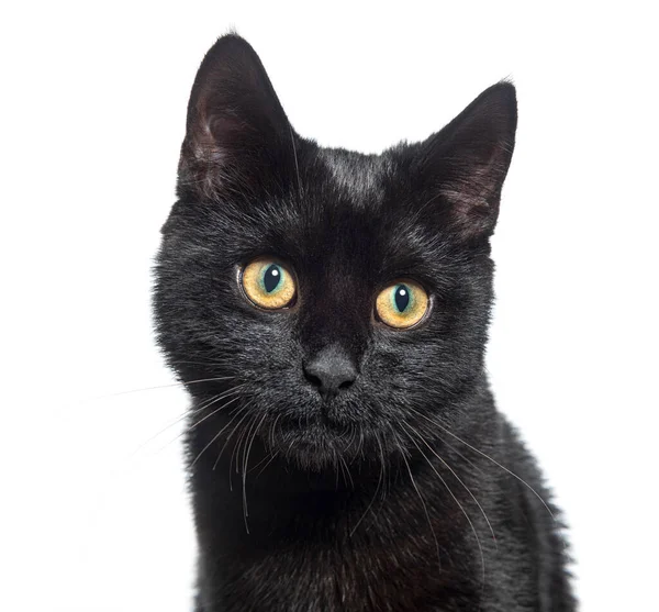 Siyah Bir Kedi Yavrusunun Kafa Fotoğrafı Melez Kedi Sarı Gözlü — Stok fotoğraf
