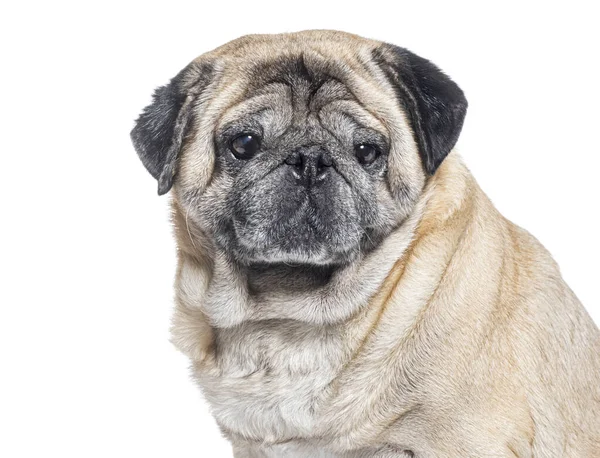 Hoofd Schot Van Een Zeven Jaar Oude Pug Hond Grijs — Stockfoto