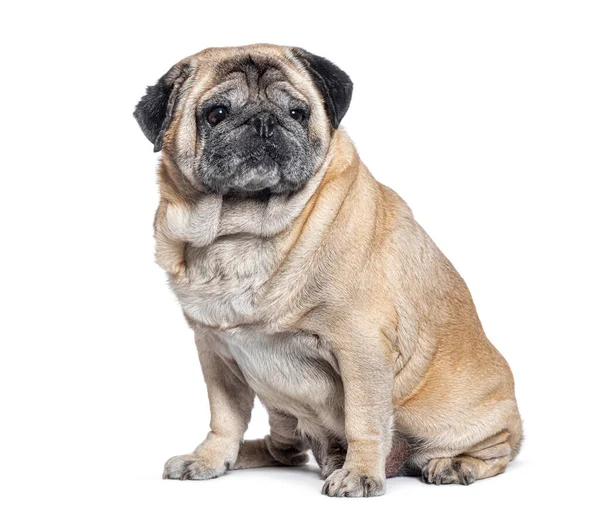 Zeven Jaar Oude Pug Hond Grijs Zittend Geïsoleerd Wit — Stockfoto