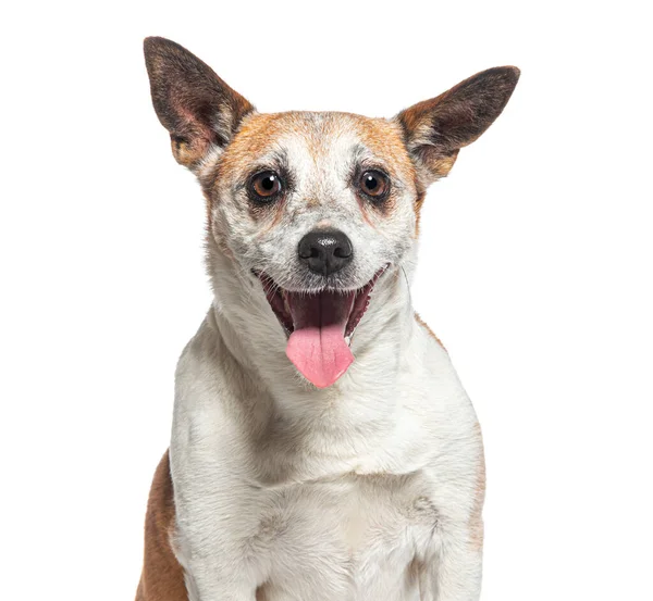 Hoofd Schot Van Een Oude Jack Russell Terrier Hijgen Geïsoleerd — Stockfoto