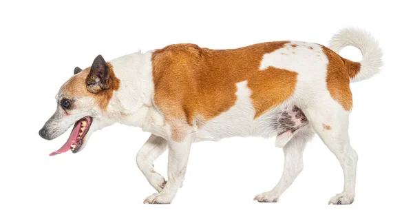 Widok Boku Old Jack Russell Terrier Odchodzi Izolowany Białym — Zdjęcie stockowe