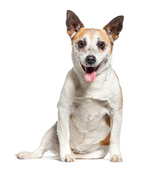 Velho Jack Russell Terrier Ofegante Frente Para Câmera Isolado Branco — Fotografia de Stock