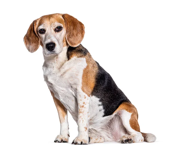 Sentado Velho Beagle Sentado Olhando Para Câmera Isolado Branco — Fotografia de Stock