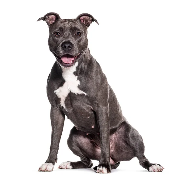 Staffordshire Bull Terrier Panting Mouth Open Isolated White — Stock Photo, Image