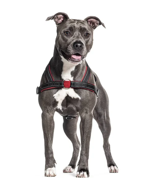 Staffordshire Bull Terrier Wearing Harness Isolated White — Stock Photo, Image