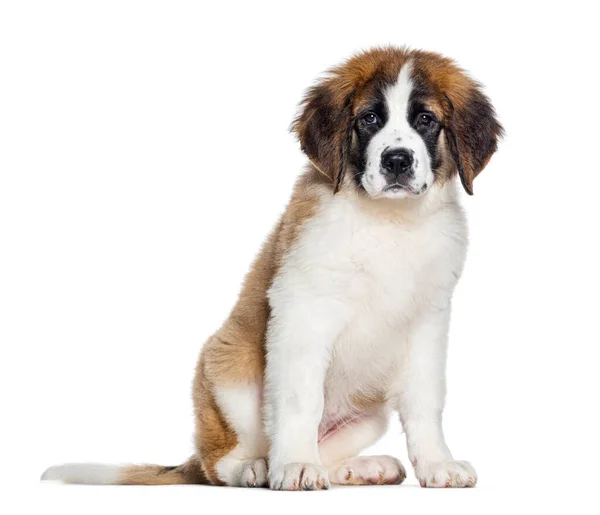 Sitting Three Months Old Puppy Saint Bernard Looking Camera Isolated — Stock Photo, Image