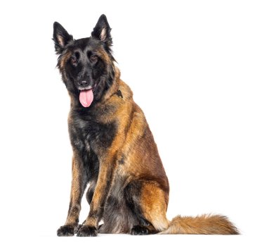 Oturan Tervuren köpeği, soluk soluğa, ağzı açık, beyaz tenli.