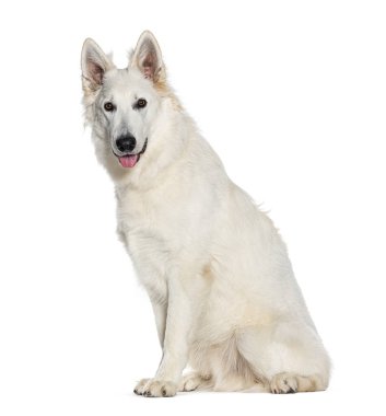 İsviçre çoban köpeği ağzı açık, bembeyaz.