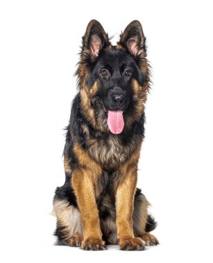 Genç, uzun saçlı Alman çoban köpeği ağzı açık, beyaz tenli.