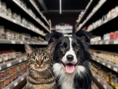 Kedi ve köpek, evcil hayvan dükkanındaki yemek raflarının önünde kameraya bakıyor. Arka plan bulanık ve karanlık..