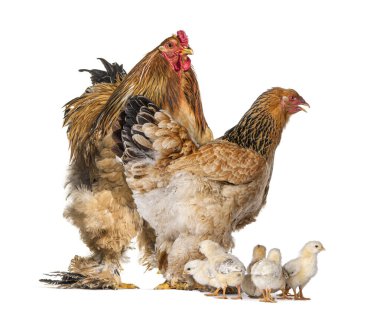 Brahma Rooster and hen, chicken, standing with chicks, isolated on white clipart