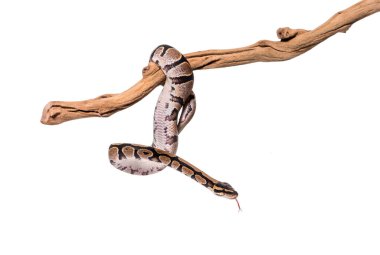 Python regius snaking along a branch, against white background clipart