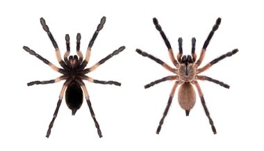 Mavi bir Babun Tarantula, Monocentropus Balfouri, beyaz üzerine izole edilmiş.