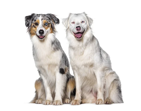 Modré Dvojité Merle Australský Ovčák Pes Společně Dívá Kamery Izolované — Stock fotografie