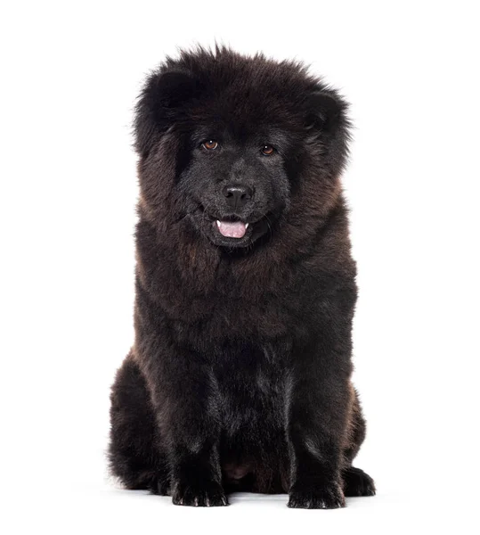 Cachorro Seis Meses Edad Negro Chow Chow Perro Frente Cámara — Foto de Stock