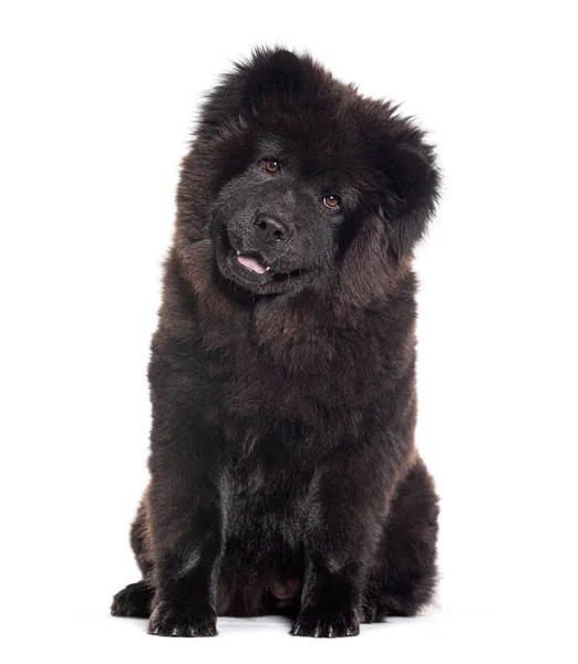 Щенок Шестимесячный Черный Чоу Чоу Собака Лицом Камере Изолированные Белом — стоковое фото