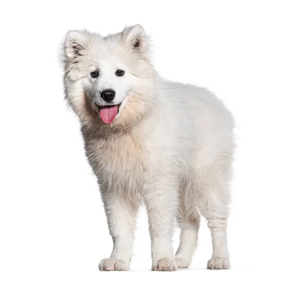 Puppy Négy Hónapos Samoyed Liheg Elszigetelt Fehér — Stock Fotó