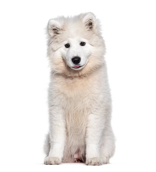 4个月大的萨摩亚犬 被白色隔离 — 图库照片