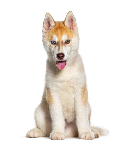 Kırmızı Aylık Köpek Yavrusu Husky Ağzı Açık Kameraya Bakıyor — Stok fotoğraf