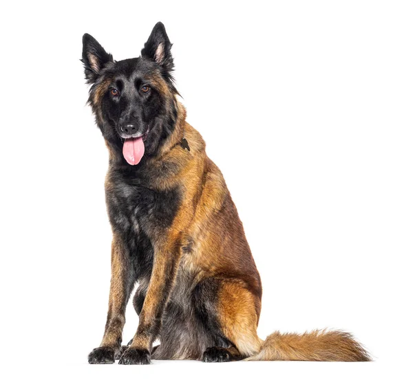 Sitter Tervuren Hund Flämtande Munnen Öppen Isolerad Vit — Stockfoto