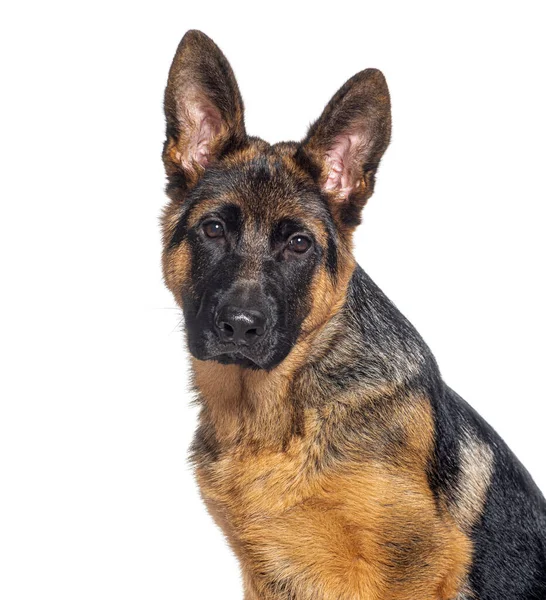 Head Shot Four Months Old Puppy German Shepherd Isolated White — Stock Photo, Image
