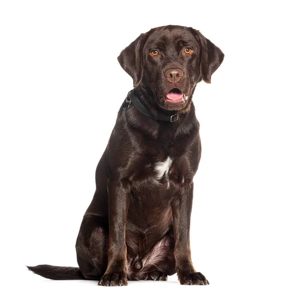 Schoko Labrador Retriever Mit Hundehalsband Und Offenem Maul Isoliert Auf — Stockfoto