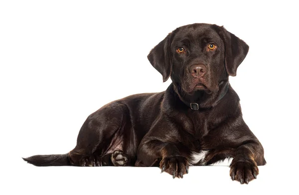 Labrador Cioccolato Retriever Eraing Collare Cani Isolato Bianco — Foto Stock