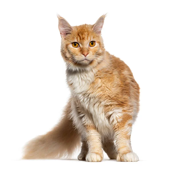 Young Ginger Maine Coon Cat Isolated White — Stock Photo, Image