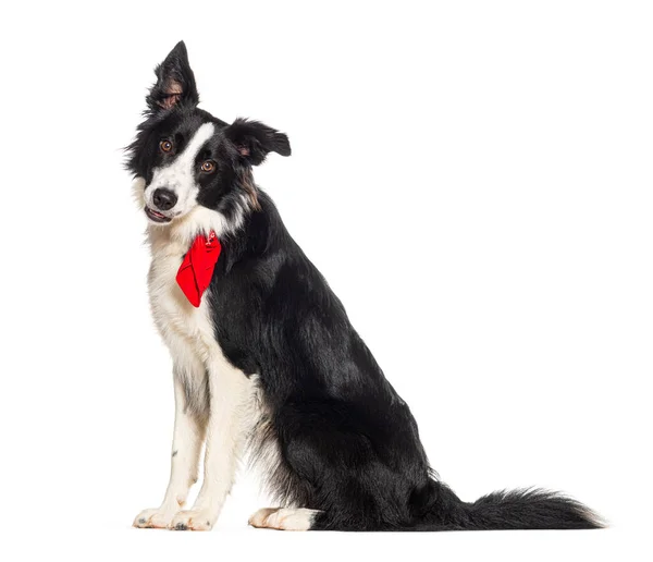 Σύνορα Collie Φορώντας Ένα Κόκκινο Κασκόλ Σκύλου Απομονώνονται Λευκό — Φωτογραφία Αρχείου