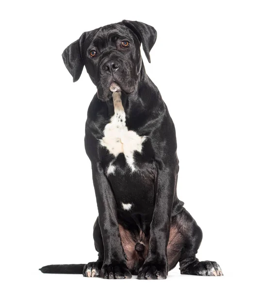 Puppy Five Months Old Cane Corso Isolated White — Stock Photo, Image