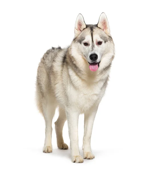 Husky Panting Panting Mouth Open Isolated White — Stock Photo, Image