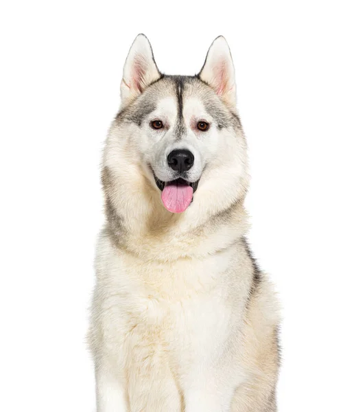 Husky Panting Panting Mouth Open Looking Camera Isolated White — Stock Photo, Image